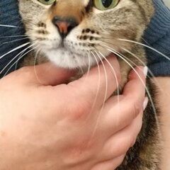 トライアル中です！抱っこも好きなキジトラまるちゃん