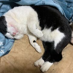 まだ見つかりません。 − 大阪府