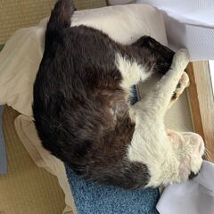 まだ見つかりません。 - 助け合い