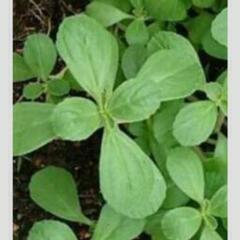 1620円の純粋蜂蜜 +おまけお任せ１００円分付きの画像