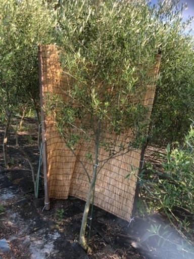 オリーブの木　カラマタ