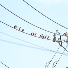 10月募集【流山市で夕勤☆単発OK】おおたかの森駅でムクドリ誘導調査員の画像