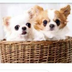 犬友が集いネットでグルチャ♡《仲間を募集》