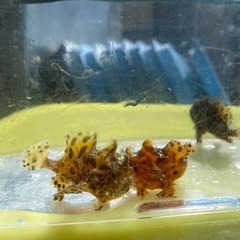海水魚 カエルアンコウ イザリウオ  水槽 