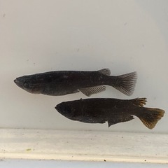 メダカ販売！1匹50円より！お気軽にご連絡ください！の画像