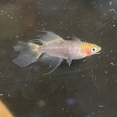 メダカ販売！1匹50円より！お気軽にご連絡ください！