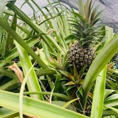 石垣島の甘々パイナップルの画像