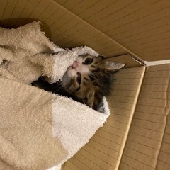 子猫