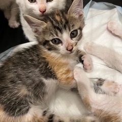 【急募】可愛い三毛猫(黒い生地)、白生地三毛決まり