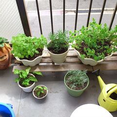 ベランダ家庭菜園＆ハーブ菜園