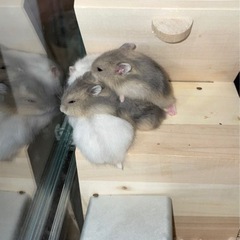 ジャンガリアンハムスターの赤ちゃん