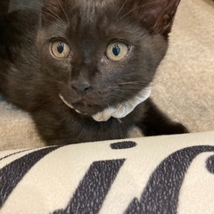 仔猫(2匹)の里親さん募集してます。