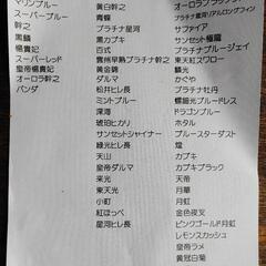 メダカ【ユリシス】６匹の画像