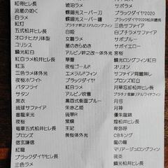 メダカ【ユリシス】６匹の画像