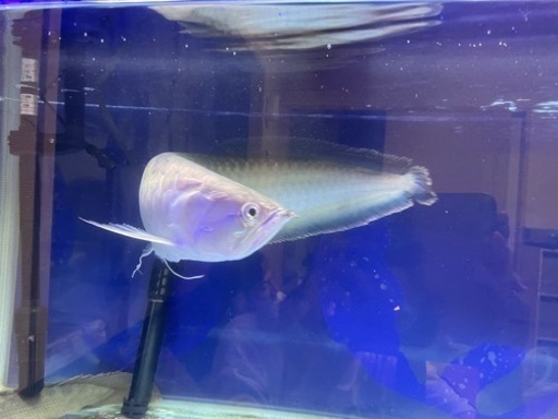 ブラックアロワナ   約52cm   7月末まで