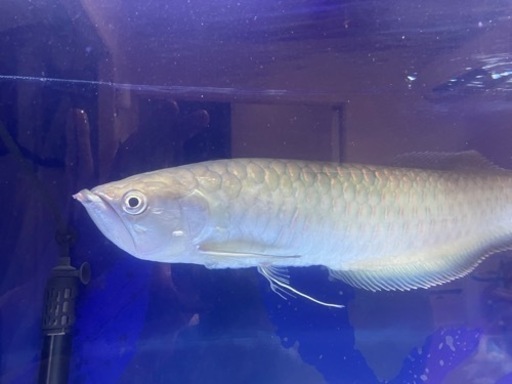 ブラックアロワナ   約52cm   7月末まで