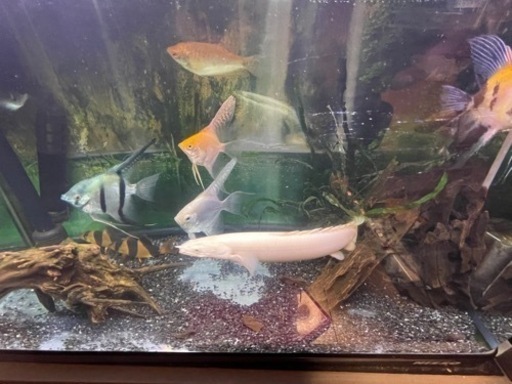 ブラックアロワナ   約52cm   7月末まで