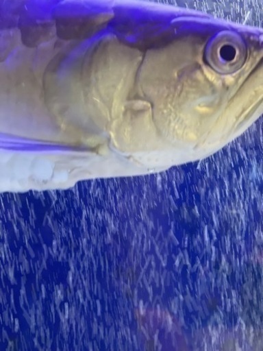 ブラックアロワナ   約52cm   7月末まで