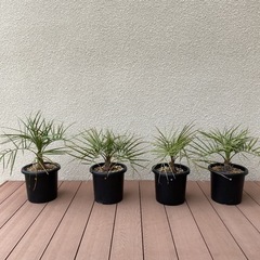 ココスヤシ