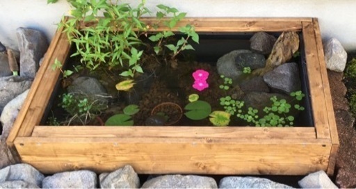 メダカ ビオトープ 水槽 トロ船