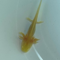 アンダーソンサラマンダーの画像