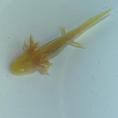 アンダーソンサラマンダーの画像