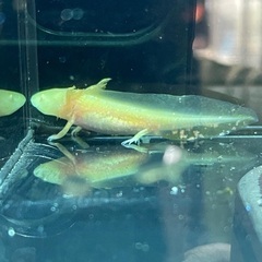 アンダーソンサラマンダーの画像