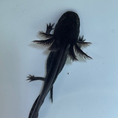 アンダーソンサラマンダー　ブラックの画像