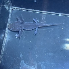 アンダーソンサラマンダー　ブラックの画像