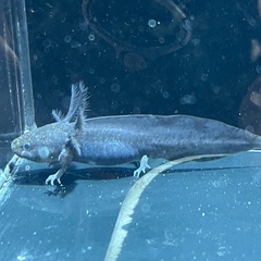 アンダーソンサラマンダー　ブラックの画像