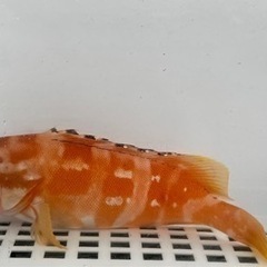 送料無料！　海水魚　アカハタ　生体　約20㎝前後　/検　アクアリ...