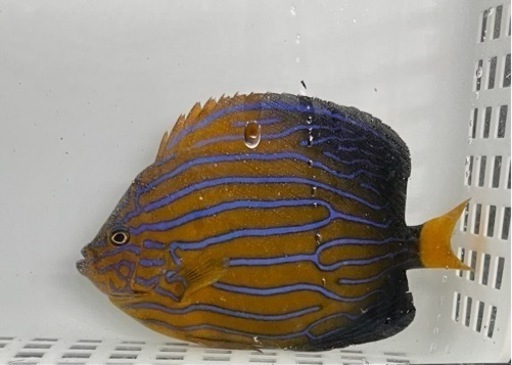 海水魚　キンチャクダイ　生体　約15-20㎝　/アクアリウム　タテキン　ヤッコ　サンゴ　珊瑚