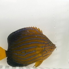 海水魚　キンチャクダイ　生体　約15-20㎝　/アクアリウム　タテキン　ヤッコ　サンゴ　珊瑚の画像
