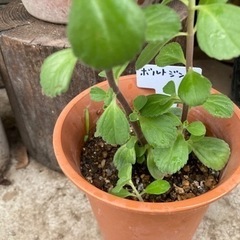 ボルトジンユ　ハーブ苗　植物の画像