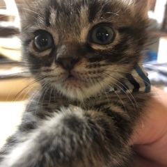 生後１か月の仔猫