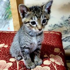 キジトラの子猫１ヶ月半里親募集