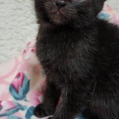 黒猫1ヶ月半オス里親募集。