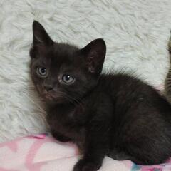黒猫1ヶ月半メス里親募集。