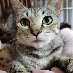キジトラ メス１歳半里親募集。