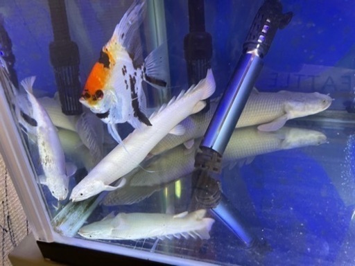 プラチナ＊ポリプステルスセネガル   20cmくらい？ 7月末まで