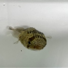 海水魚　ハリセンボン　生体　約15-18㎝