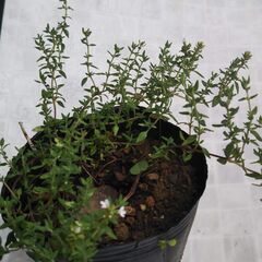 タイム苗