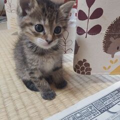 生後２、５ヶ月の子猫ちゃん(メス)