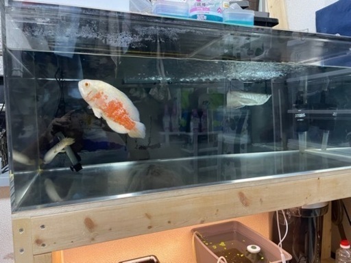 1200水槽、浄水器、濾過器、ヒーター　