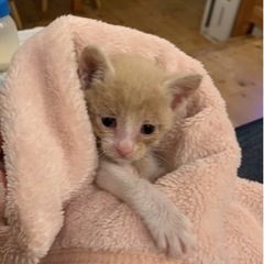 薄い茶色の子猫ちゃん