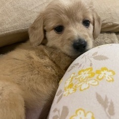 ※お話中__募集締め切り − 埼玉県