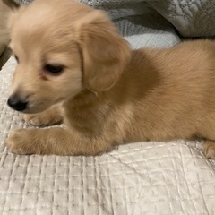 ※お話中__募集締め切り - 犬