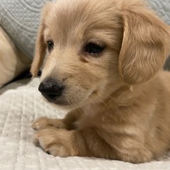 ※お話中__募集締め切り - 八潮市