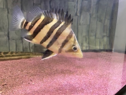 ダトニオ