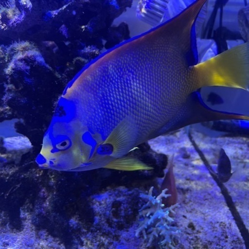 海水魚生体その他